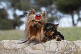 YORKSHIRE TERRIER 390